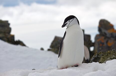 penguin